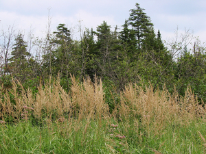 Photo By: Julia Goren. Photo taken: Essex County, NY on 22 August 2006